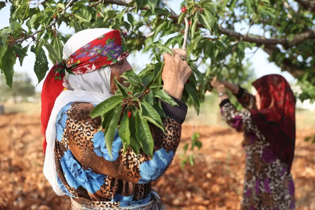 Two women in traditional patterned headscarves and clothing carefully picking ripe red cherries from leafy green trees in an orchard under soft daylight.