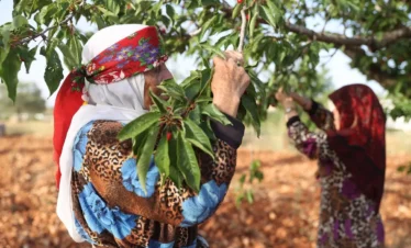 Two women in traditional patterned headscarves and clothing carefully picking ripe red cherries from leafy green trees in an orchard under soft daylight.