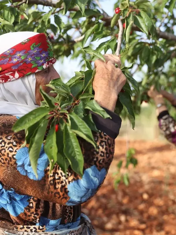 Two women in traditional patterned headscarves and clothing carefully picking ripe red cherries from leafy green trees in an orchard under soft daylight.