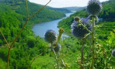 A vibrant close-up of purple globe thistles in the foreground, overlooking a winding blue river nestled between lush, green forested hills in the Dreikish region.