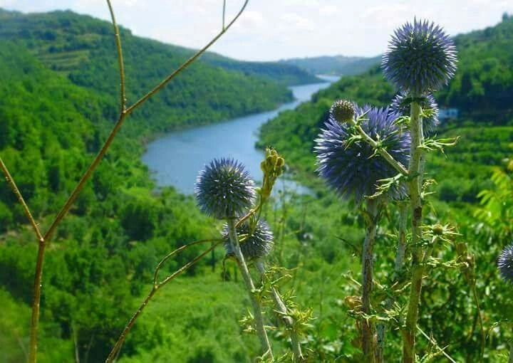 A vibrant close-up of purple globe thistles in the foreground, overlooking a winding blue river nestled between lush, green forested hills in the Dreikish region.